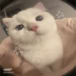 meower