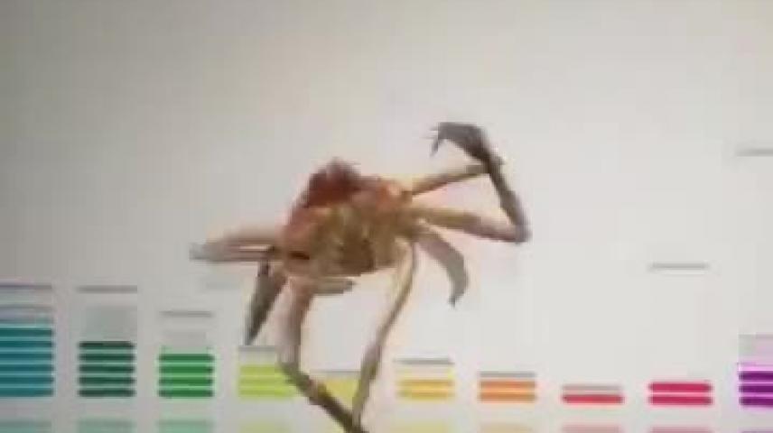 Cool Crab Dance Vidlii - 