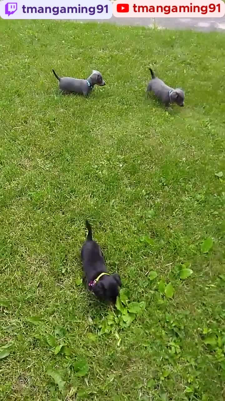 Jude, Iris And Axel As Pups