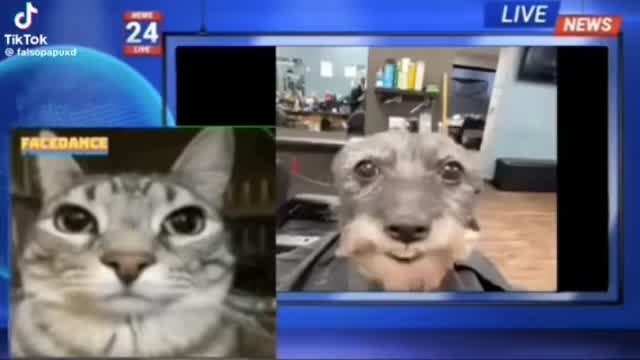 Perro se comunica en nuestro idioma y dice impactantes palabras Perro se comunica en nuestro idioma y dice impactantes palabras