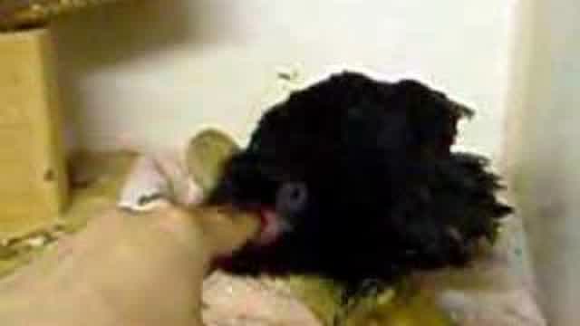 Crow Finger