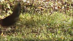 RED TAILED FOX WITH FLEAS JUMPS TO GET FOOD AND EATS IT