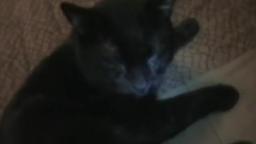 Talking Kitty Cat 2 - Wake up and meet the new dog