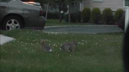 Rabbit Hopping Over Running Rabbit