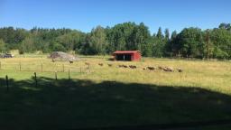 Sheep walking in a field