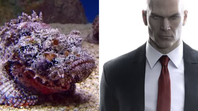 Bizarre Dreams Remembered 7/15/2026 Dangerous Animals and Hitman Bizarre Dreams Remembered 7/15/2026 Dangerous Animals and Hitman