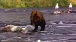 Brown Bear.wmv