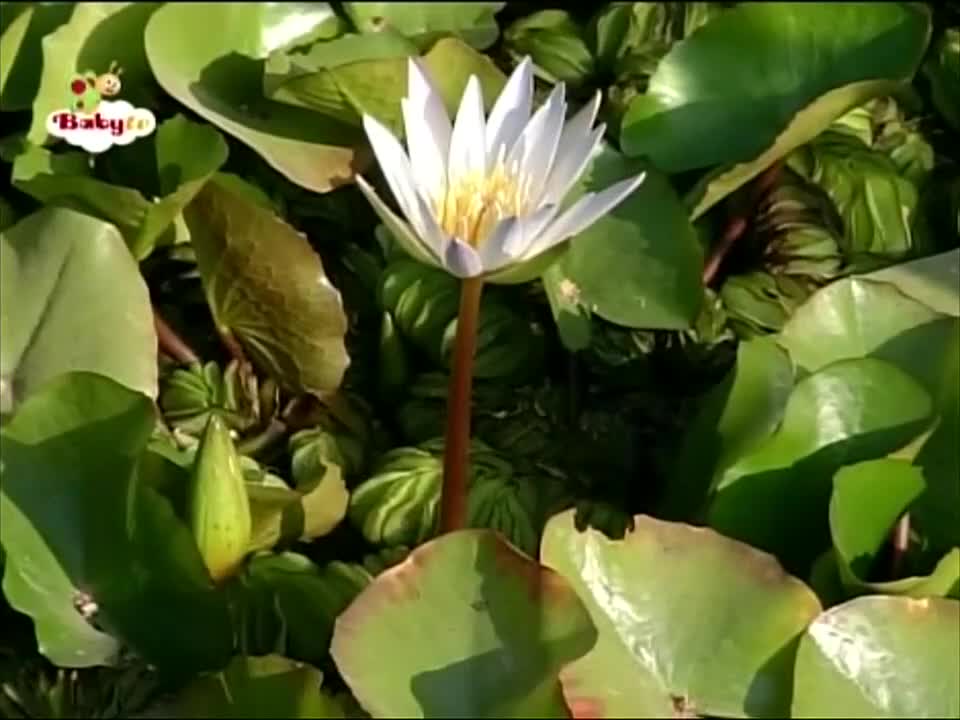 Baby TV 13 05 2015 18 53 29 2