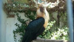 Papua Hornvogel im Vogelpark Turner See - Kärnten