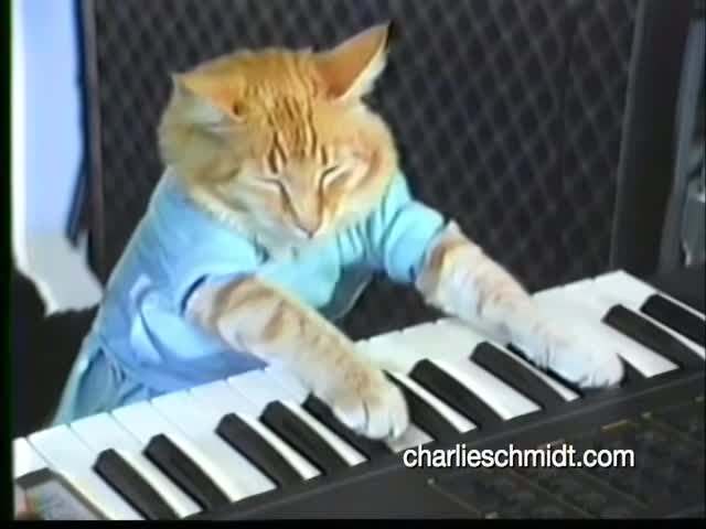 Keyboard cat original