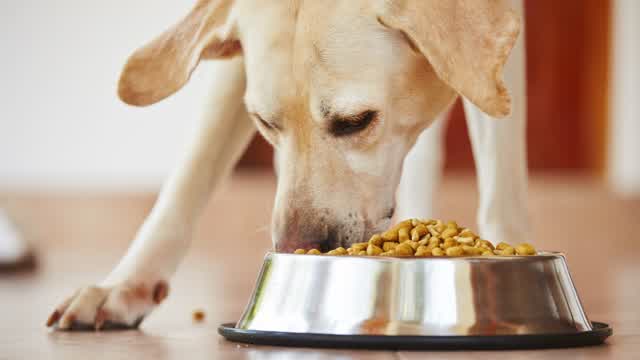 Dry VS. Wet Dog Food Dog Feeding Guide