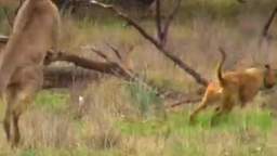 Man Fight Kangaroo to save dog!!