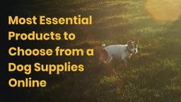 Most Essential Products to Choose from a Dog Supplies Online