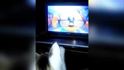 Кот смотрит Колобангу