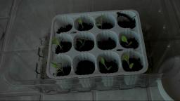 Hydroponics - How to Start Lettuce Seeds for Hydroponics The Easy Way - Part 2