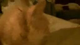 My Cats Videos (Memorial Videos)