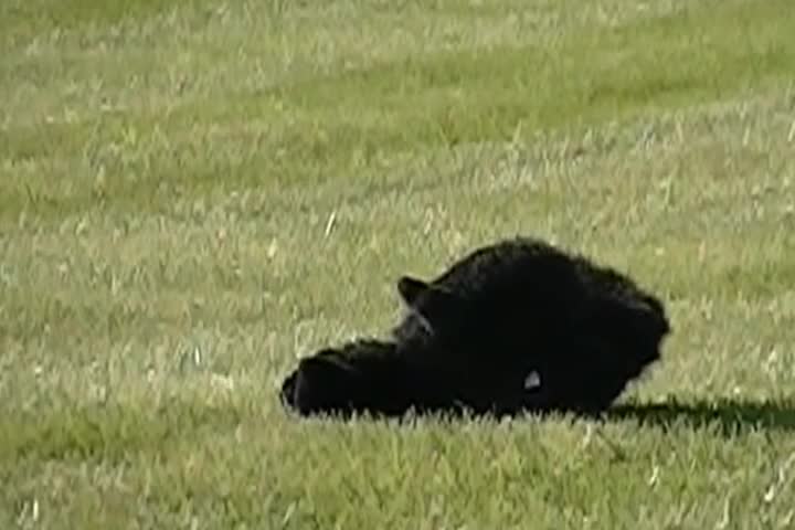 Shooting a stuffed Gorilla (in slow motion
