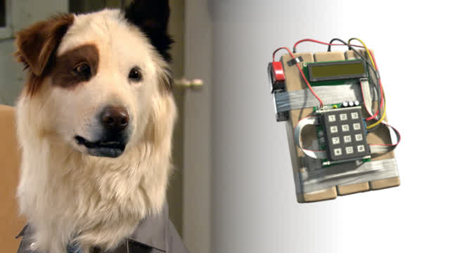 Dog with a BOMB