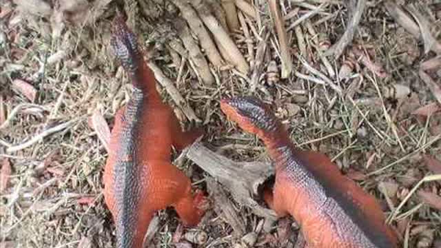 PREHISTORIC- episode 6 Predator and Prey (1/2)