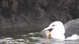 SEAGULL TRIES TO EAT BLOWFISH