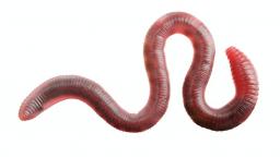 illegal worm