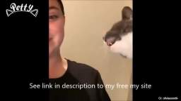 Angry CATS  Videos That Will Have You Almost Choking With Laughter Funny Pet Reaction