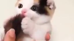 very small cat