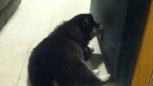 Got A New Puppy! Got A New Puppy!