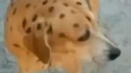 Puppy