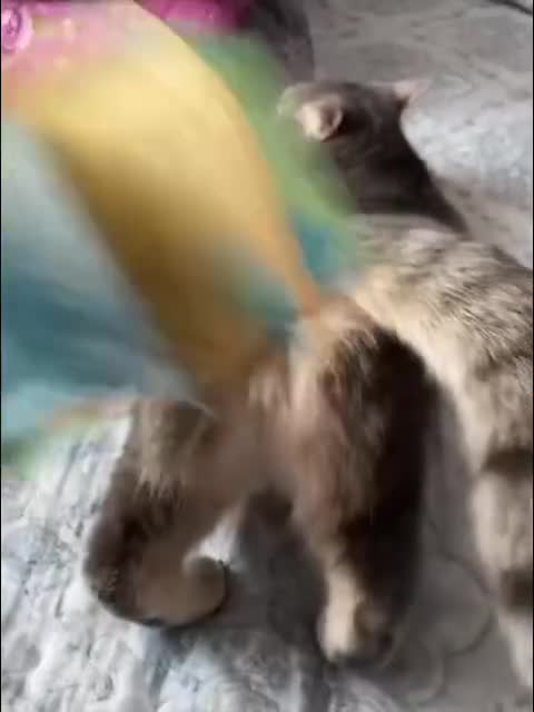 DAYUM DAT HOES ASS