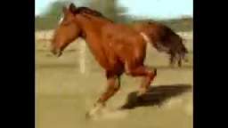 Two Legged Running Horse
