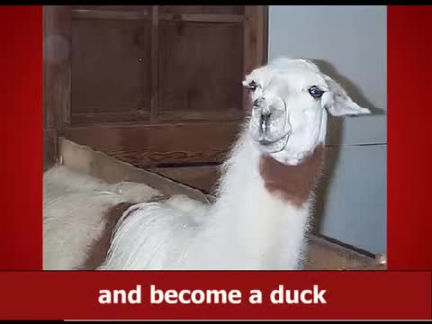 LLAMA song