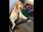 funny dog video