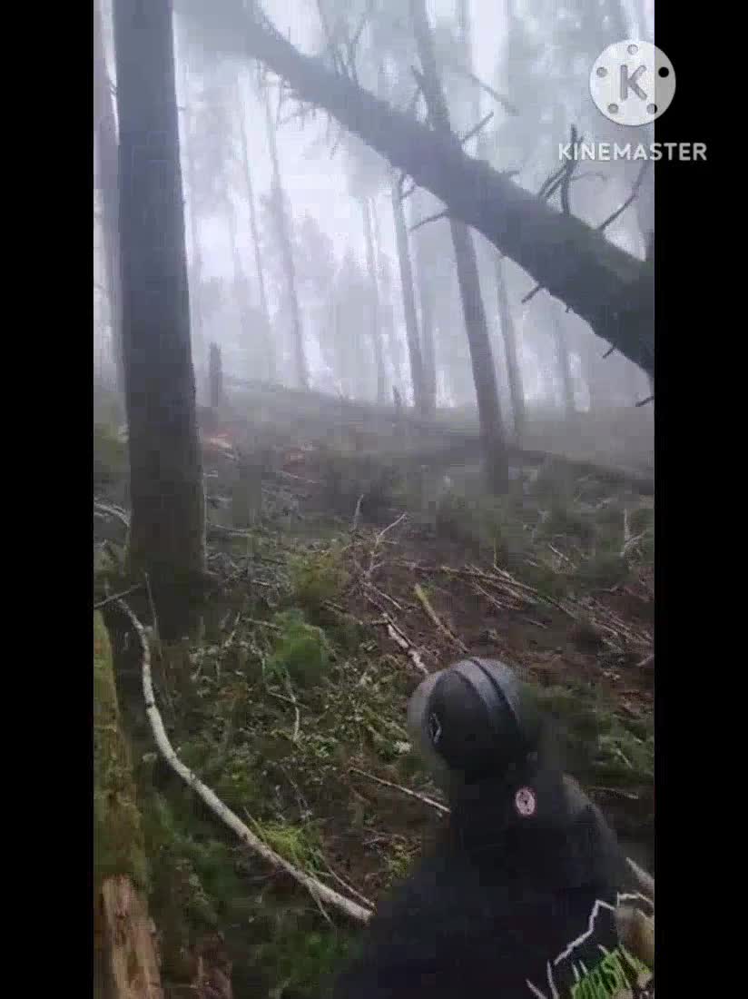 Bonk 2