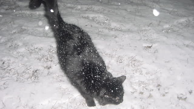 a snowy day a snowy day