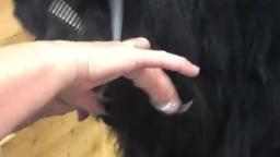 Correct Finger Positioning for Dog Grooming Scissors