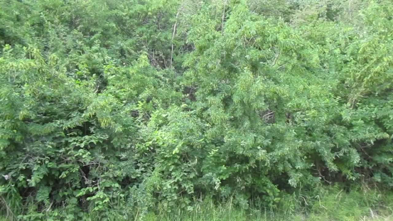 Childhood Videos #9 - Catbird Singing Childhood Videos #9 - Catbird Singing