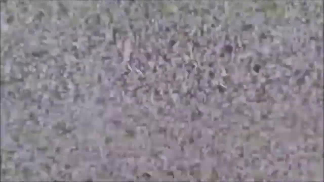 smashmovie2
