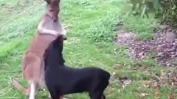 canguro con cane