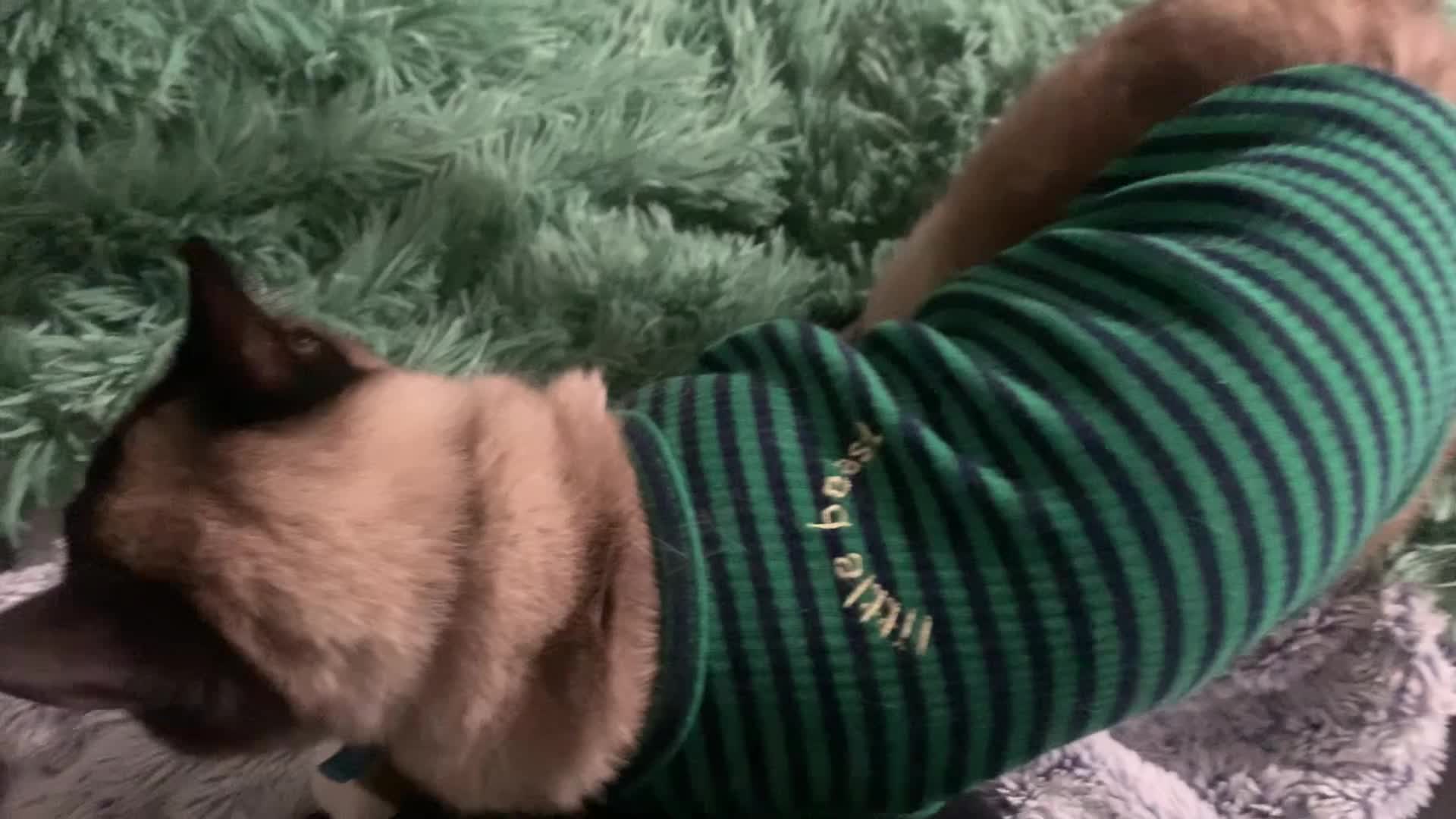 Penis cat is fashionably in a new sweater