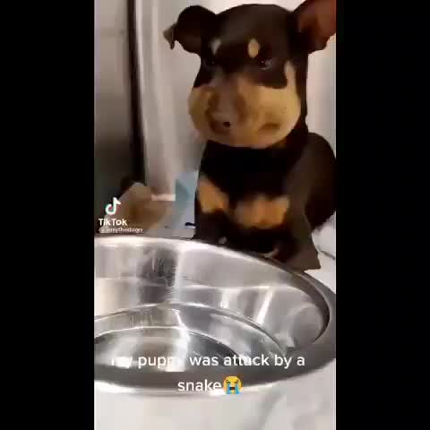 my puppy was attacked by a snake