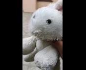 La_persona_m�s_tonta_del_mundo.3gp La_persona_m�s_tonta_del_mundo.3gp