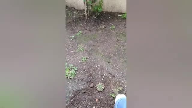 Cactus plantado en el Patio Urbano Albarracín