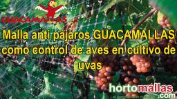 Malla anti pájaros GUACAMALLAS como control de aves en cultivo de uvas
