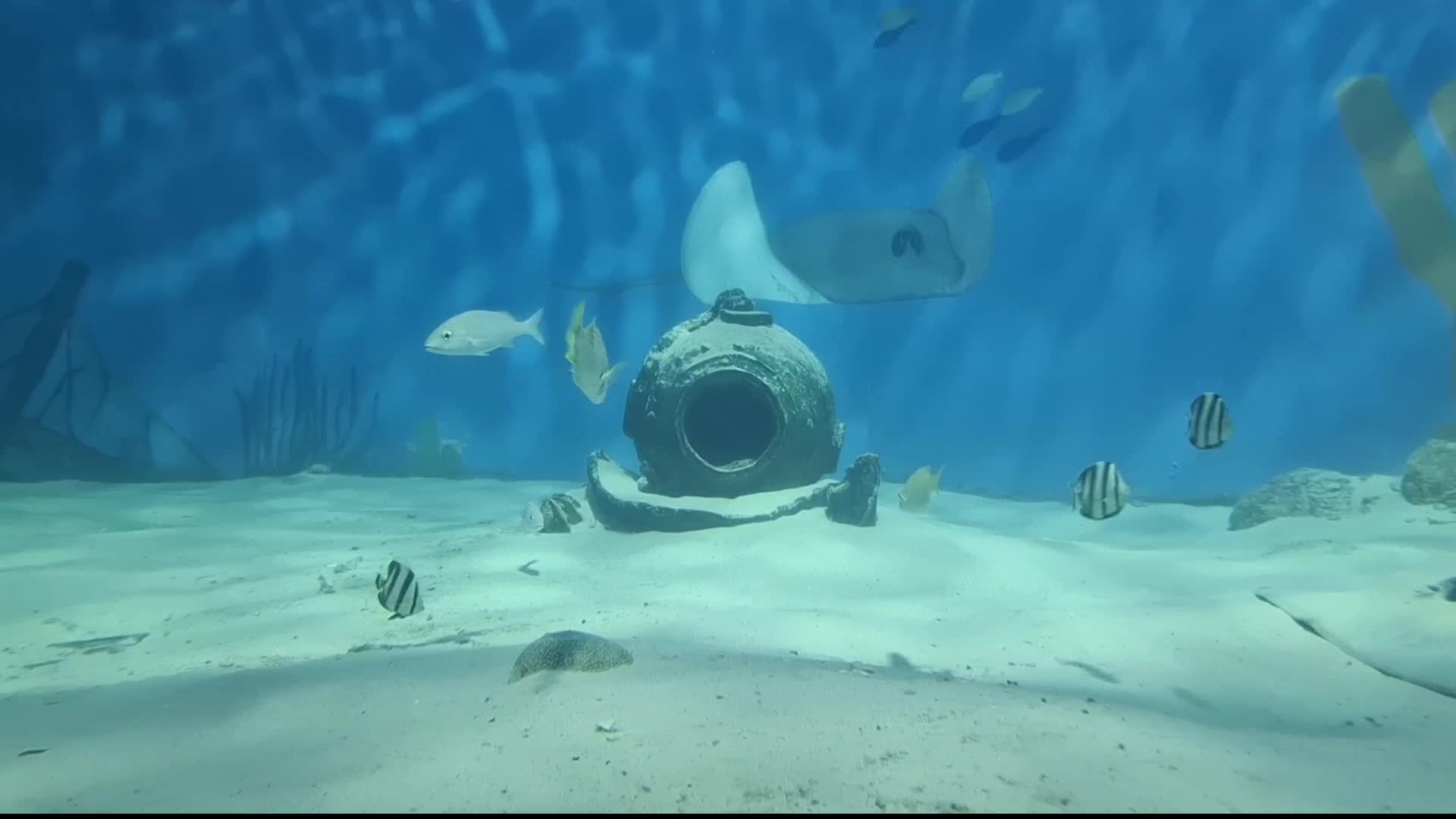 Aquatic beauty