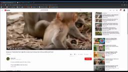 Monkey Torture Porn Ring on YouTube - (disturbing)