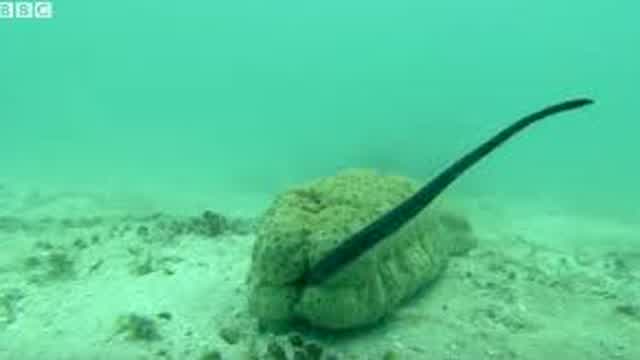 Pearl fishs gross hiding spot ocean | BBC