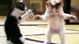 قطه ترقص بابا حبيبي بابا