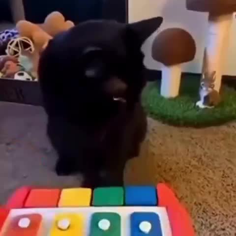 Cuteness overload – Piano Cat 🐱 (too much)