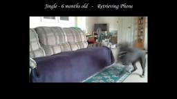 Winds of Change Rottweilers, Service Dogs, Civil Rights, News